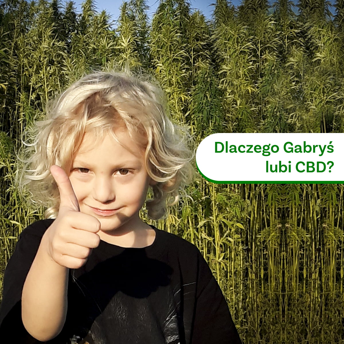 gabrys_cbd
