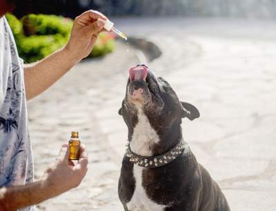 cbd-oil-dogs-g19cecb575_640 podawanie psu cbd