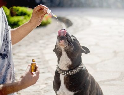cbd-oil-dogs-g19cecb575_640 podawanie psu cbd